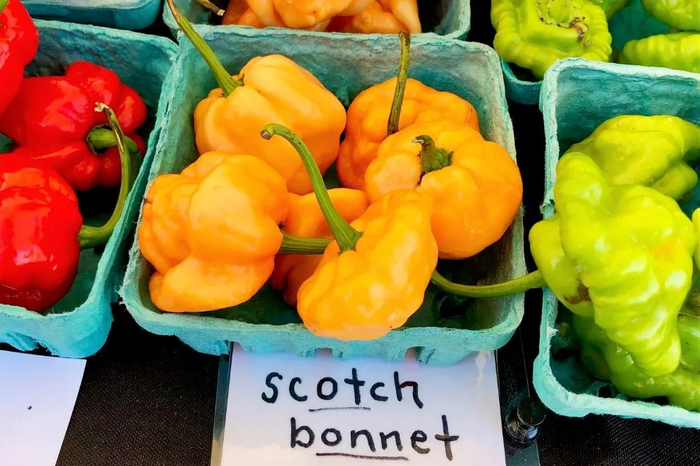 Orange Freeport Scotch Bonnet Chile Peppers Information and Facts