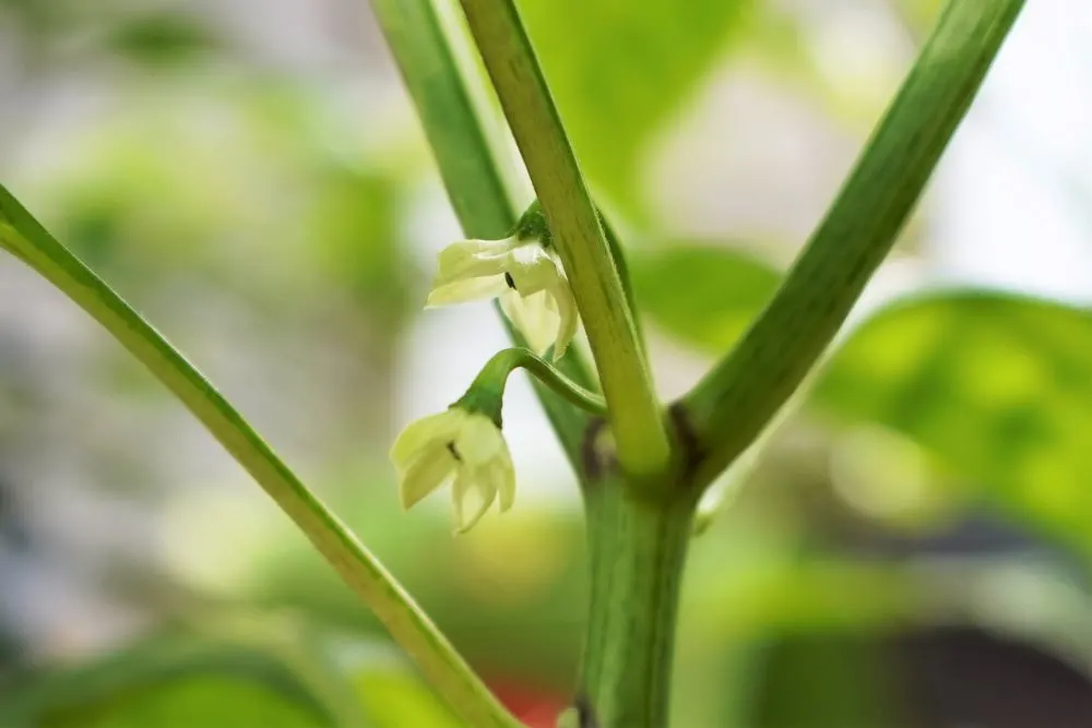 Scotch bonnet flowers