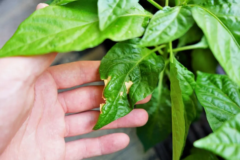 yellow spots on plant leaves