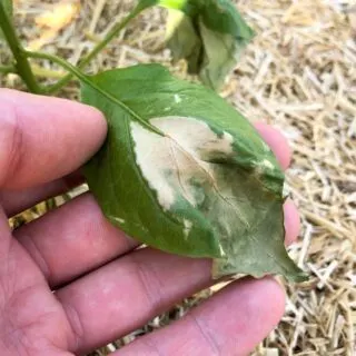 Sunscald on pepper leaf