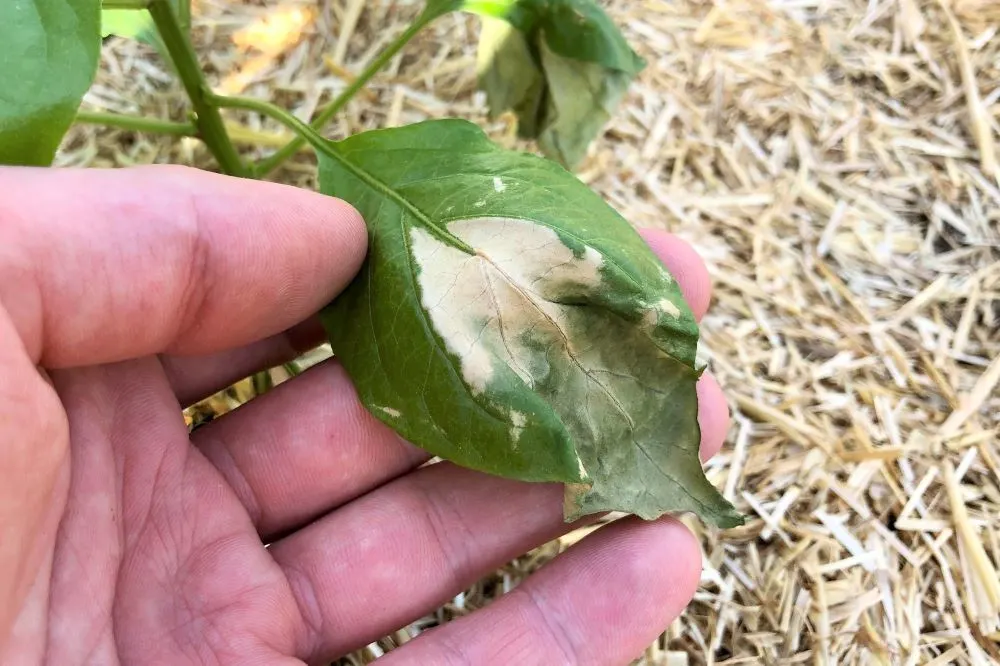 Sunscald on pepper leaf