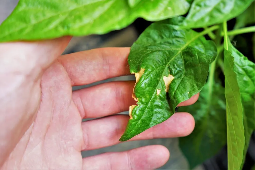 Sunscald on pepper plant leaf