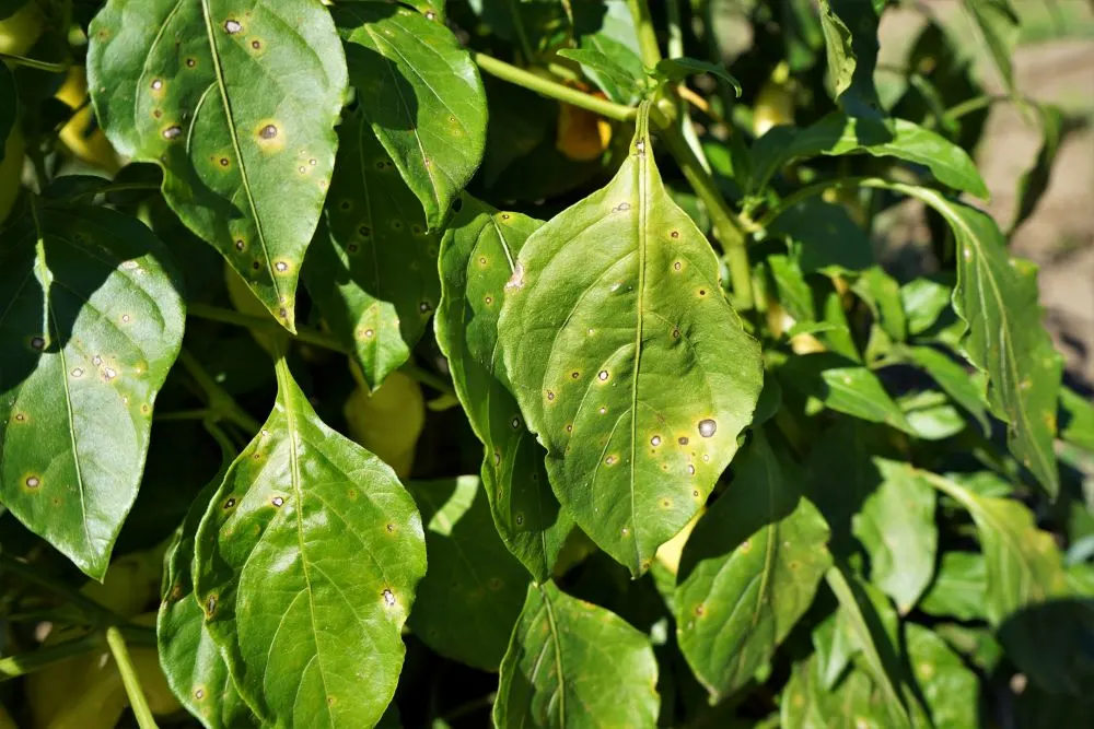 green plant with yellow spots