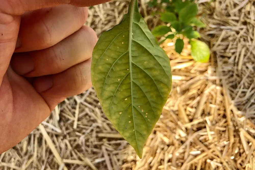 White spots on pepper leaf