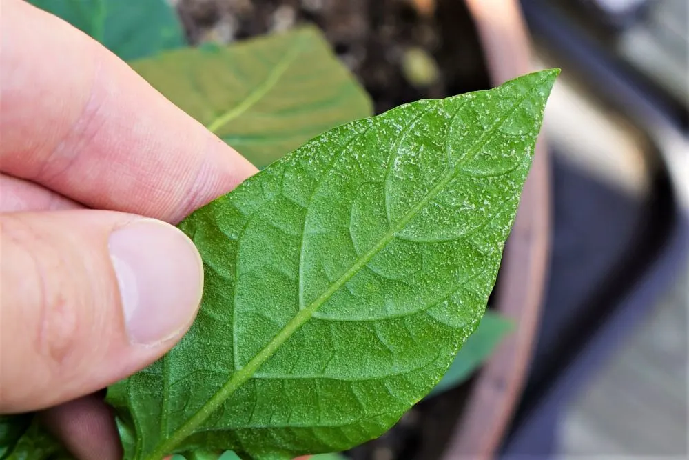 White spots on underside of pepper leaf - plant edema