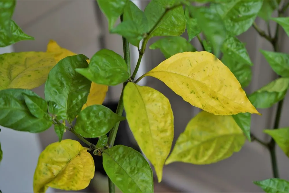 green plant with yellow spots