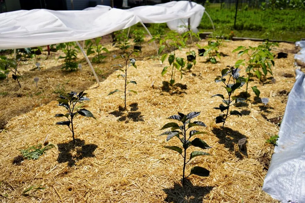 Young Peppers with Straw mulch 2