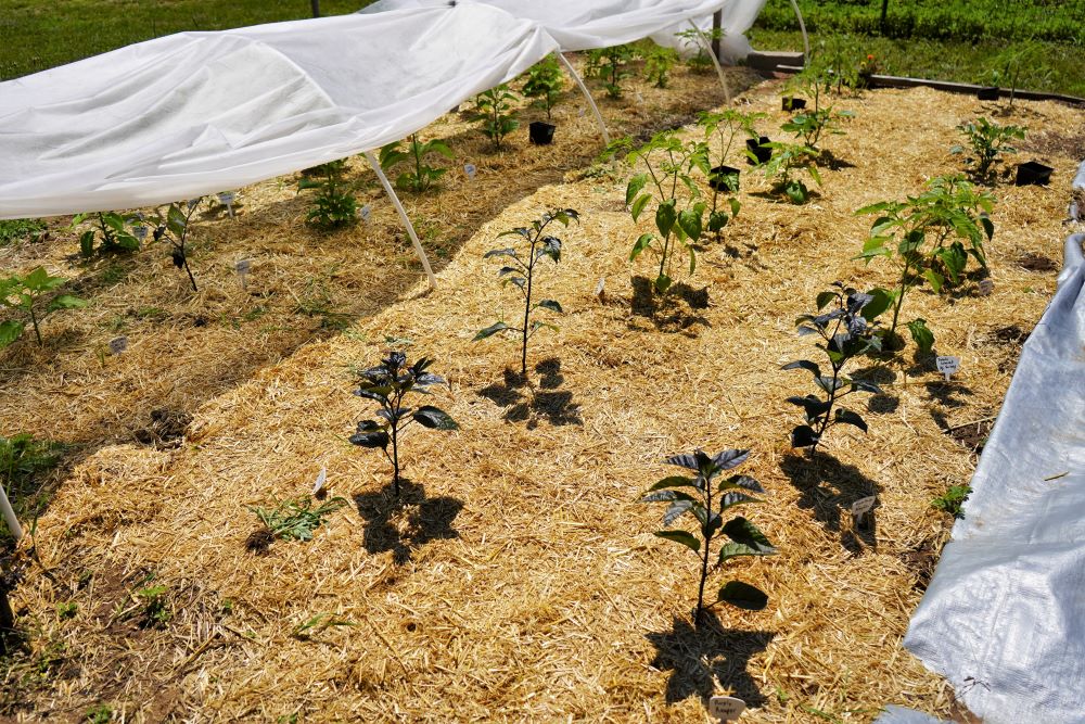 Young Peppers with Straw mulch