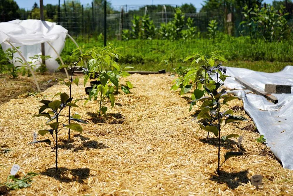 Young peppers in row