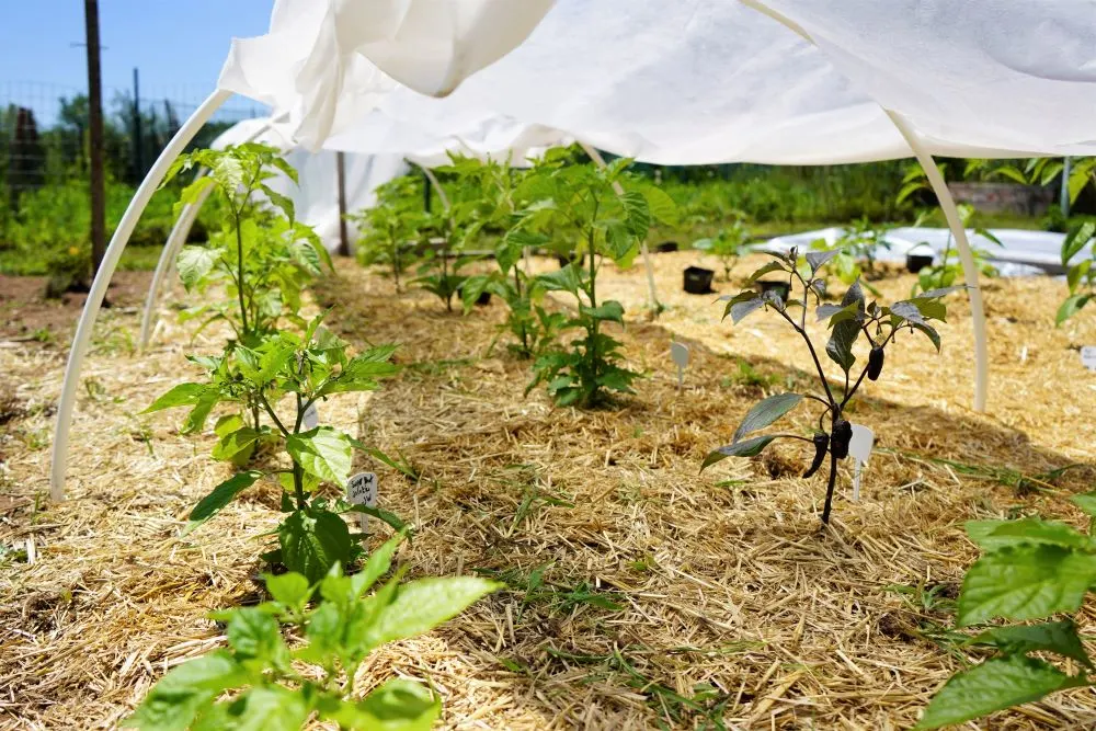 Young peppers under row cover fabric