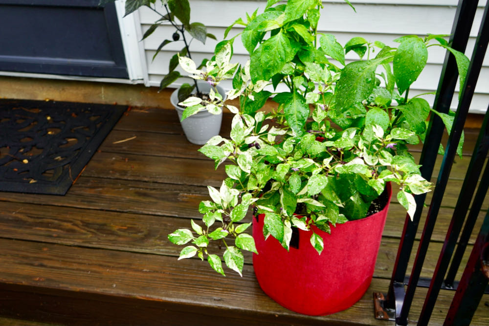 Ornamental peppers in pot