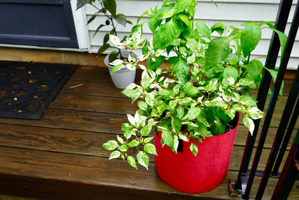 Ornamental peppers in pot