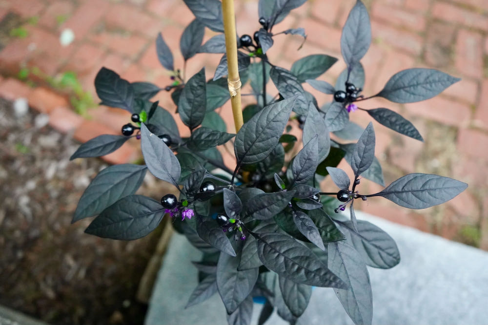 Ornamental black pearl pepper plant