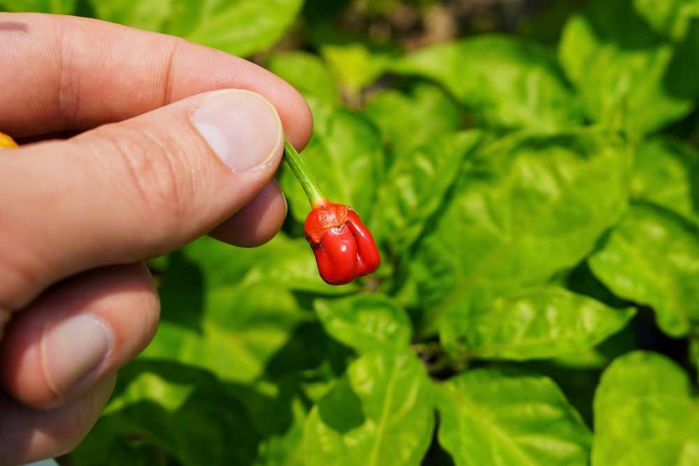 7 Pot Bubblegum Pod Ripe