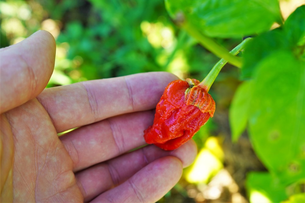 7 Pot Bubblegum pepper fully ripe