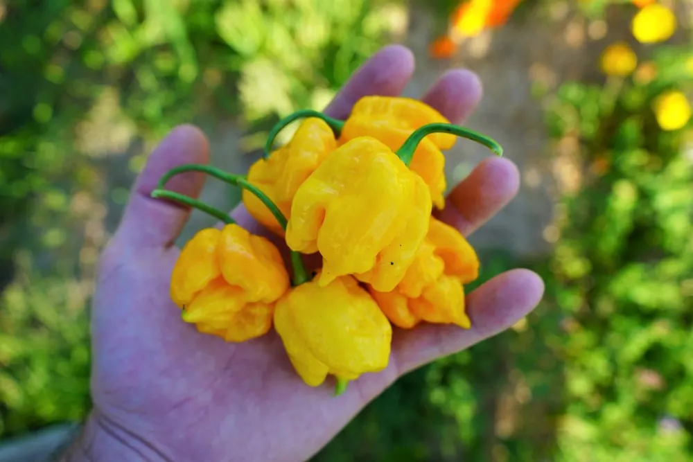 7 Pot Primo Orange peppers