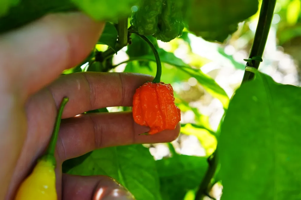 7 Pot Primo Pepper on Plant