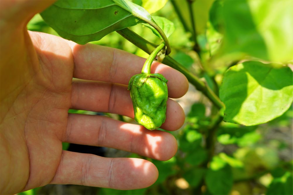 7 Pot bubblegum pod unripe