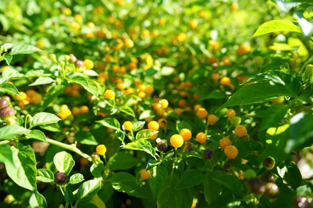 Aji Charapita peppers on plant