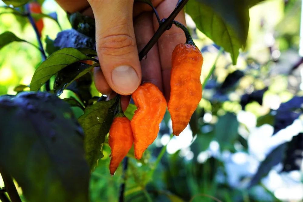 Black Panther Orange peppers on plant