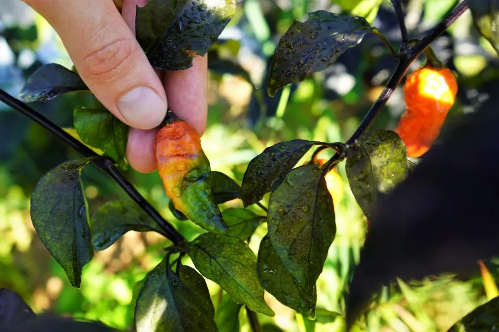 Black Panther orange pod partially ripe