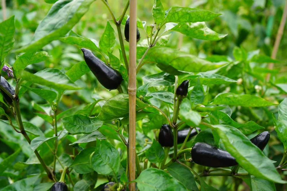 Black jalapeno pepper plant and peppers