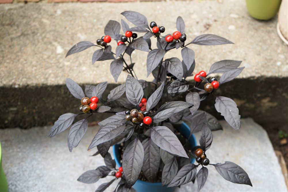 Black pearl pepper plant with ripe red pods