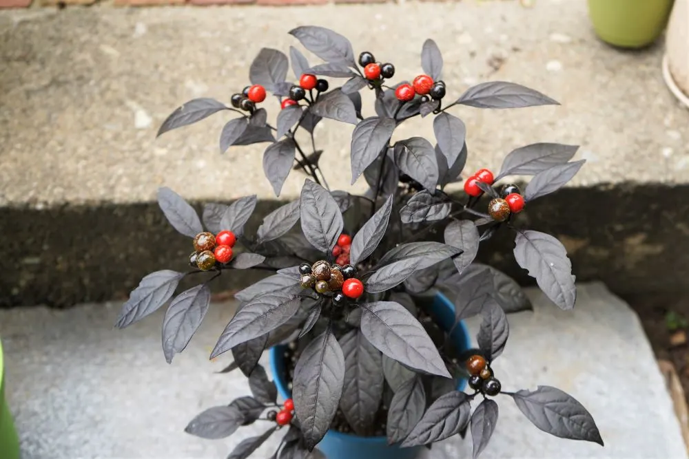 Black pearl pepper plant with ripe pods