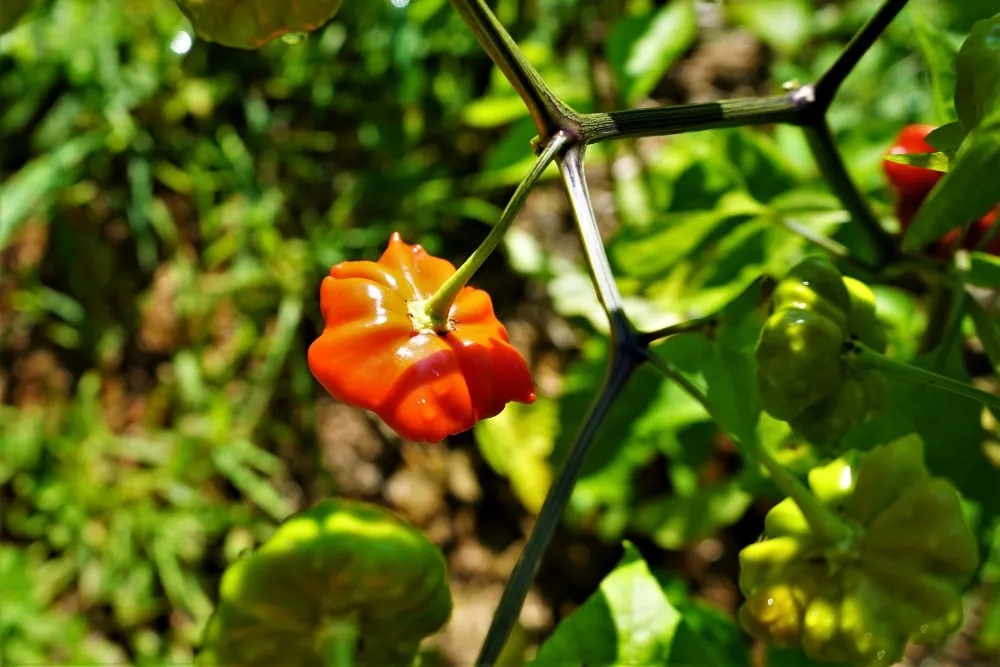 Brazilian Starfish pod on plant