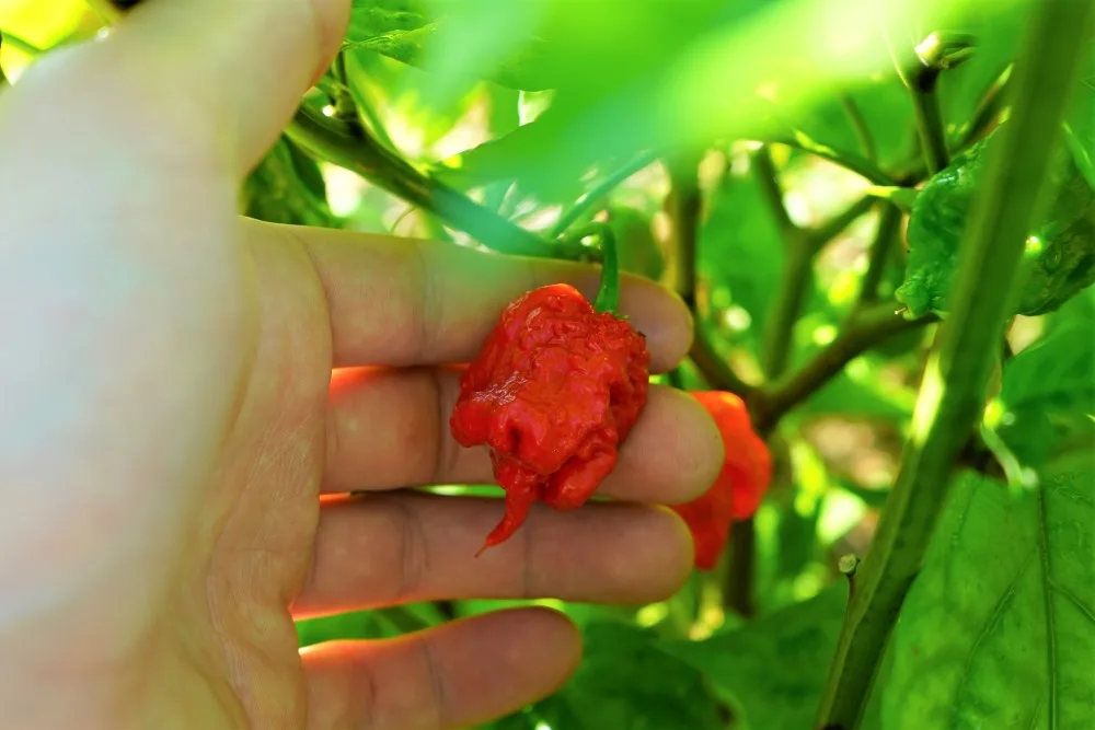 Carolina Reaper pepper on plant