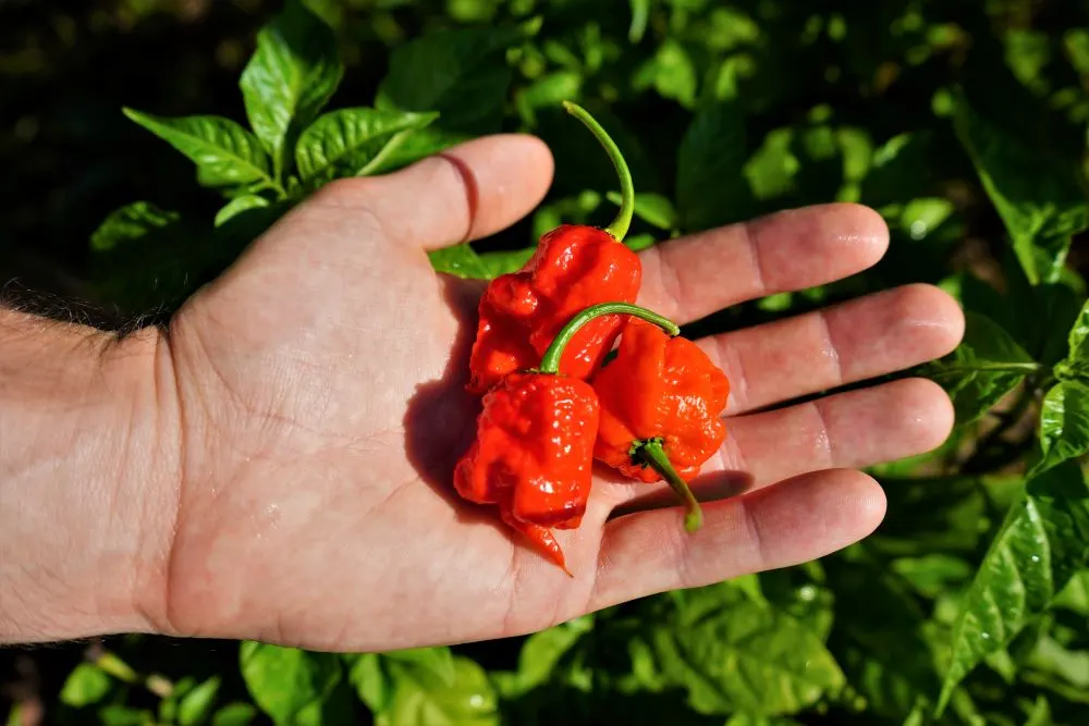 Organic Carolina Reaper Pepper Plant | 9N Farm