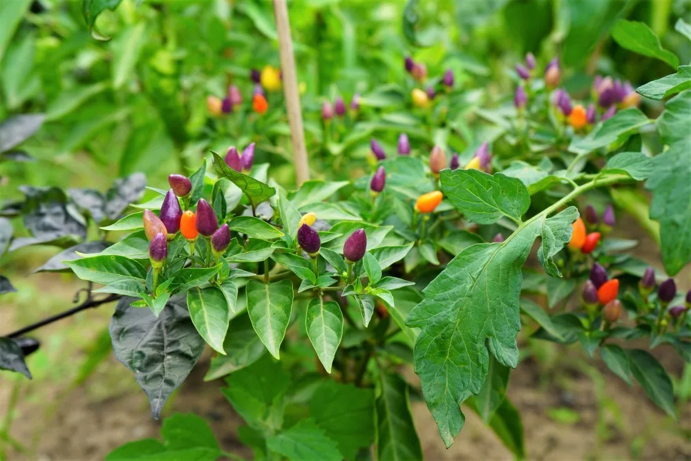 Piment coréen (Capsicum Annuum)