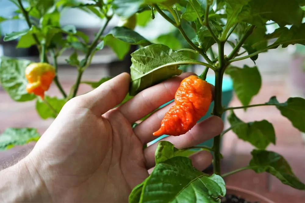 Death spiral pepper on plant