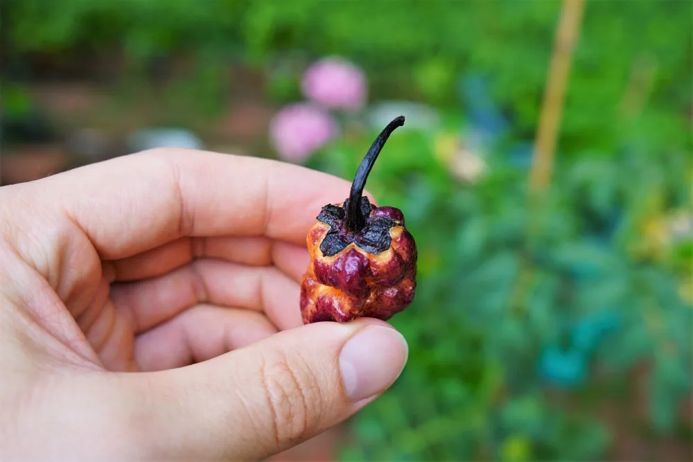 Peach gum tiger pepper calyx