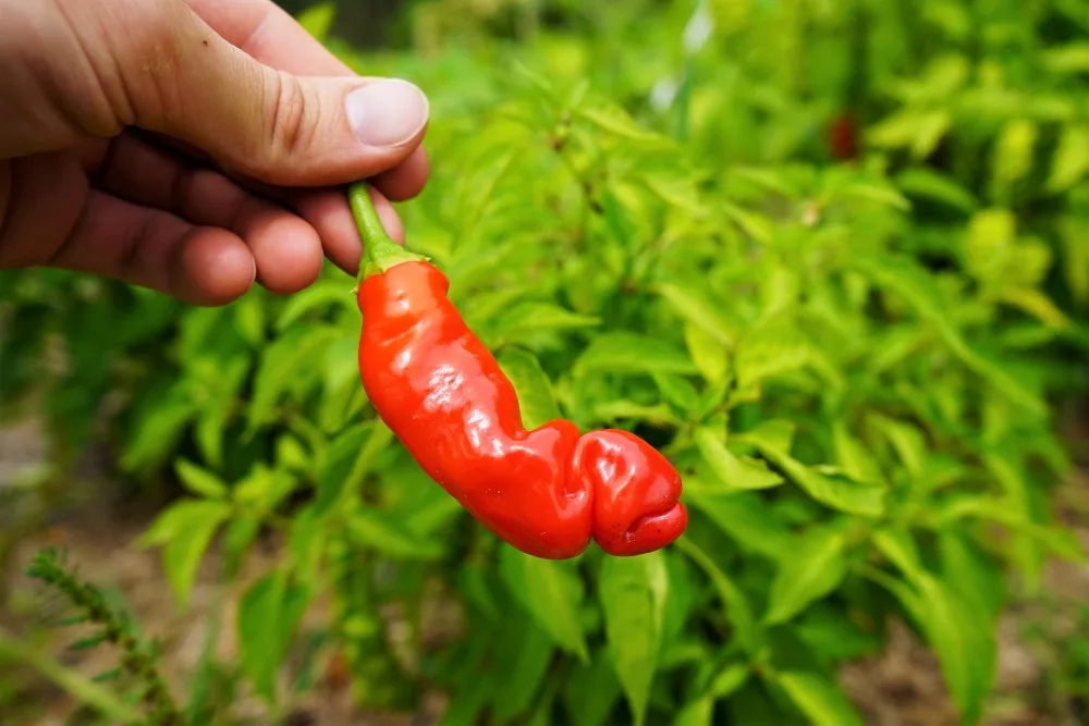 Red Peter Pepper