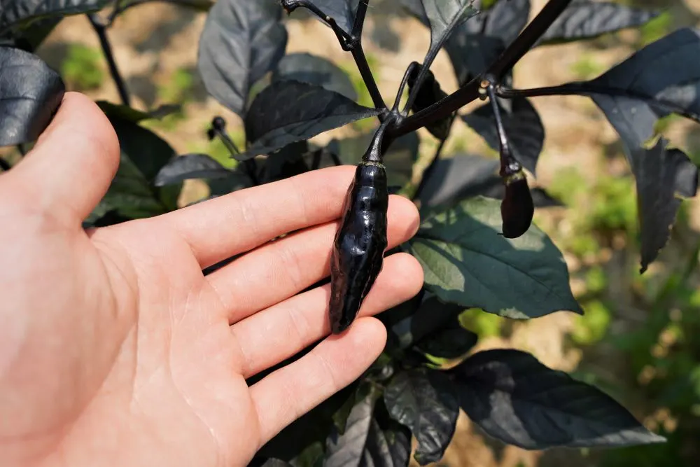 Sepia Reaper x Pimenta de Neyde Pepper Seeds – Pepper Joe's