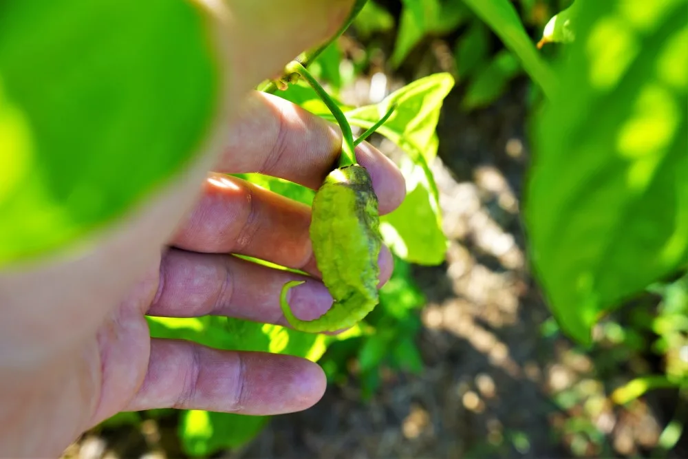 Primotalii Pepper unripe