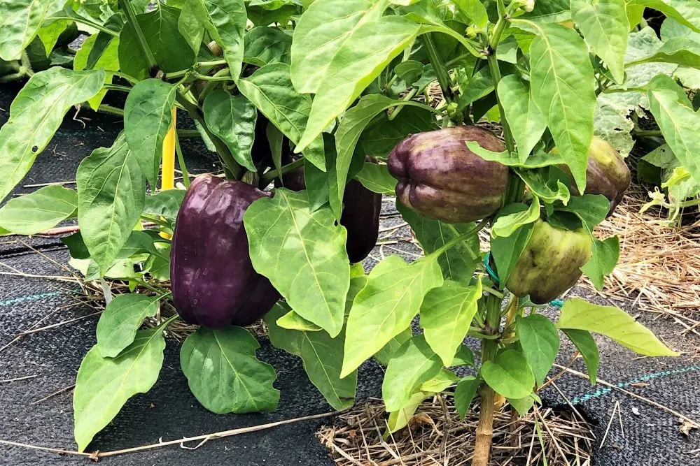 Purple Bell Pepper on plants