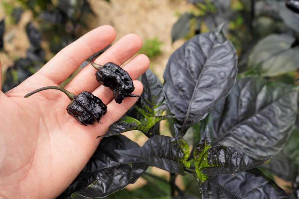 Purple Reaper Peppers with Foliage