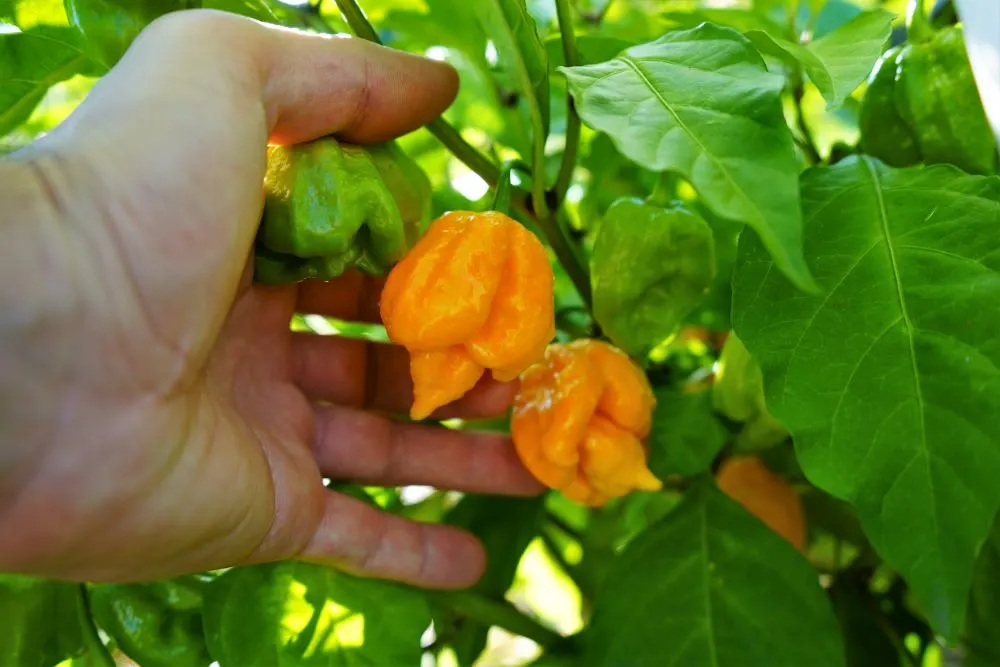 Ripe 7 Pot Primo Orange peppers