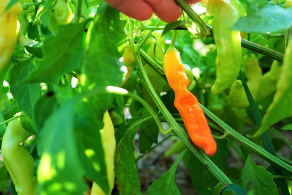 Ripe Aji Ahuachapan peppers