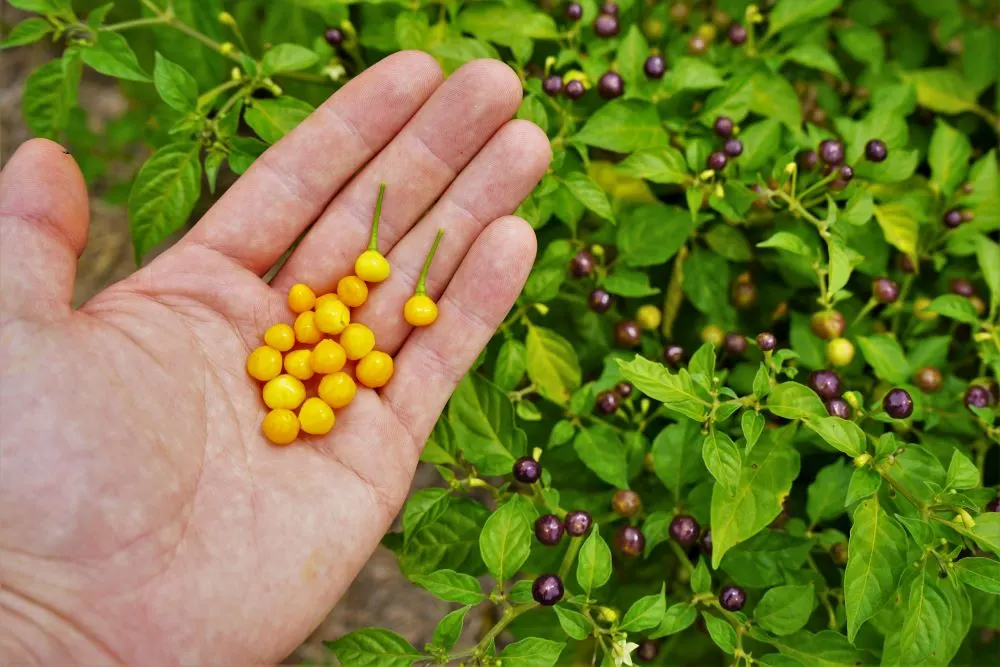 Ripe Aji Charapita Peppers with Plant