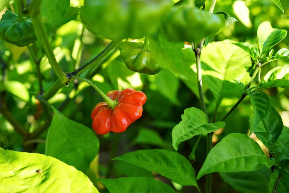 Ripe Brazilian Starfish Pepper