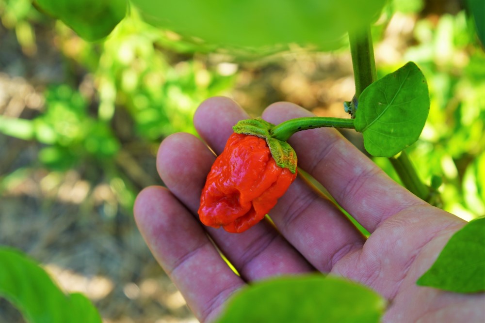 7 Pot Ripe Bubblegum BBG Pepper