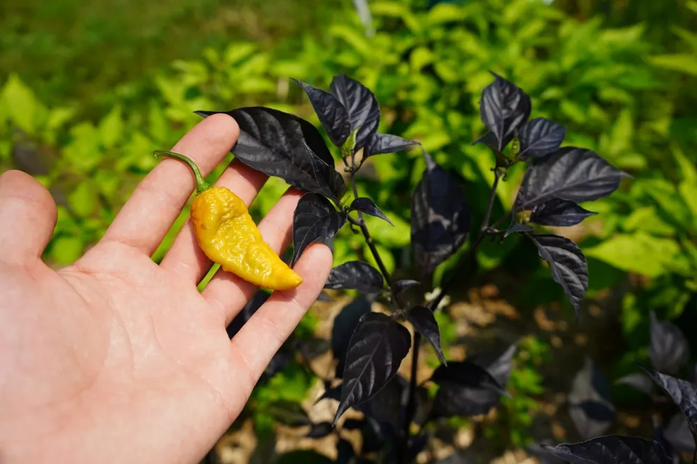 Ripe Olive Nagabrans Pepper