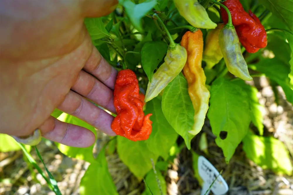 Ripe Super Bhut Jolokia Pepper