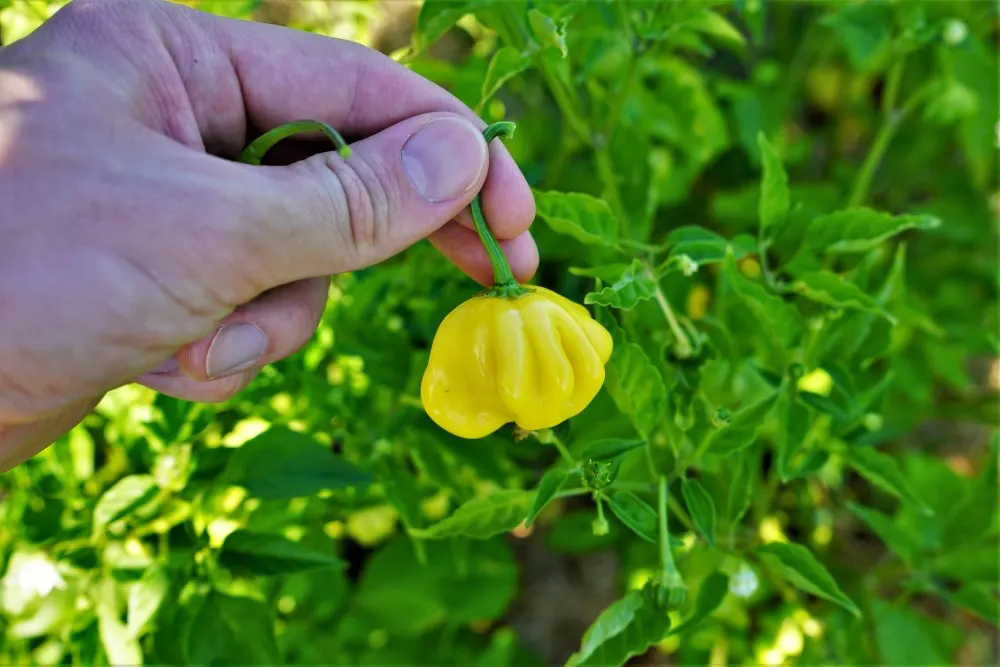 Ripe Yellow Brazilian Starfish pepper