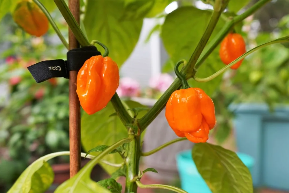 Scotch bonnet MOA peppers ripe