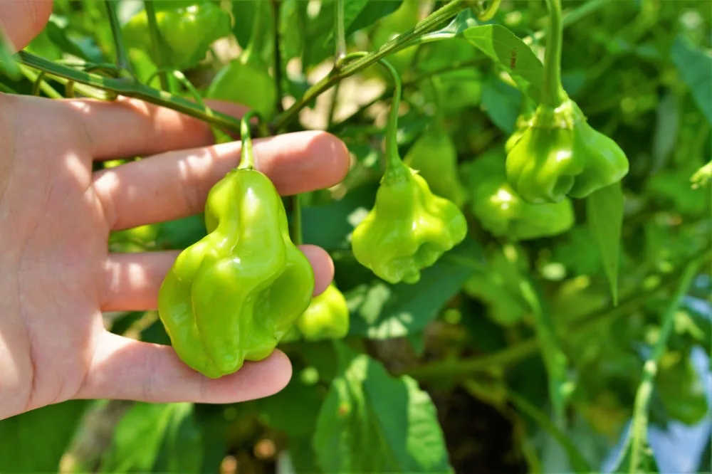 Unripe Aji Fantasy Mad Hatter Baccatum