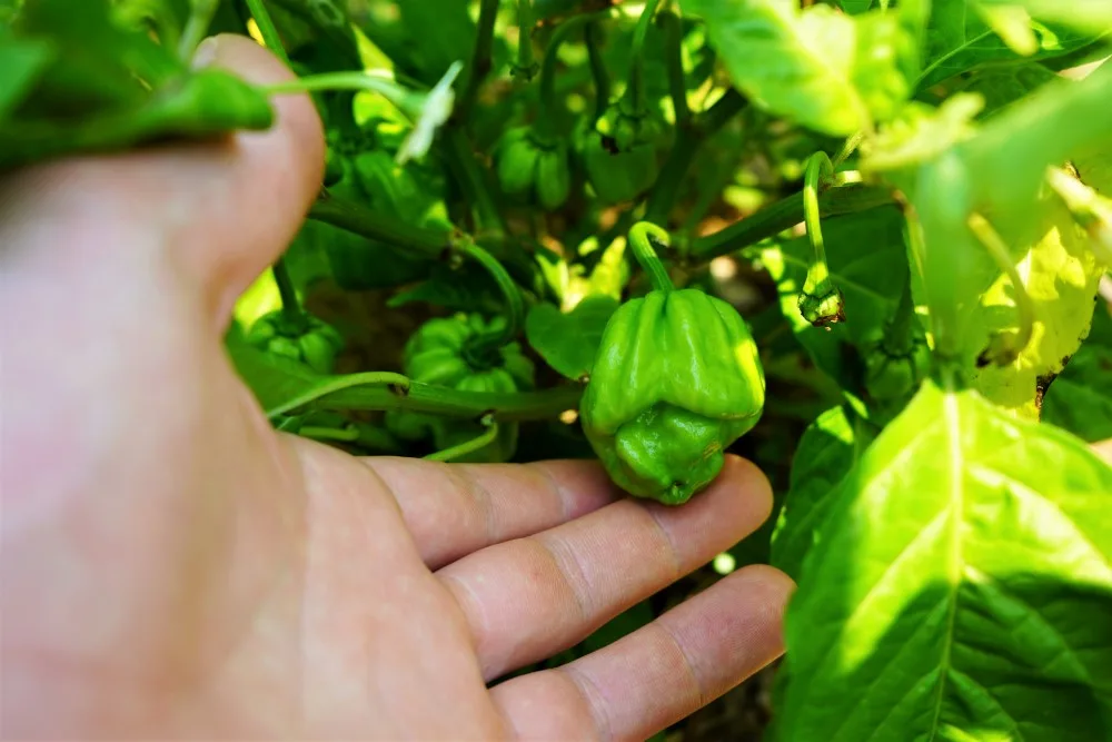 Unripe Bahamian Goat Pepper